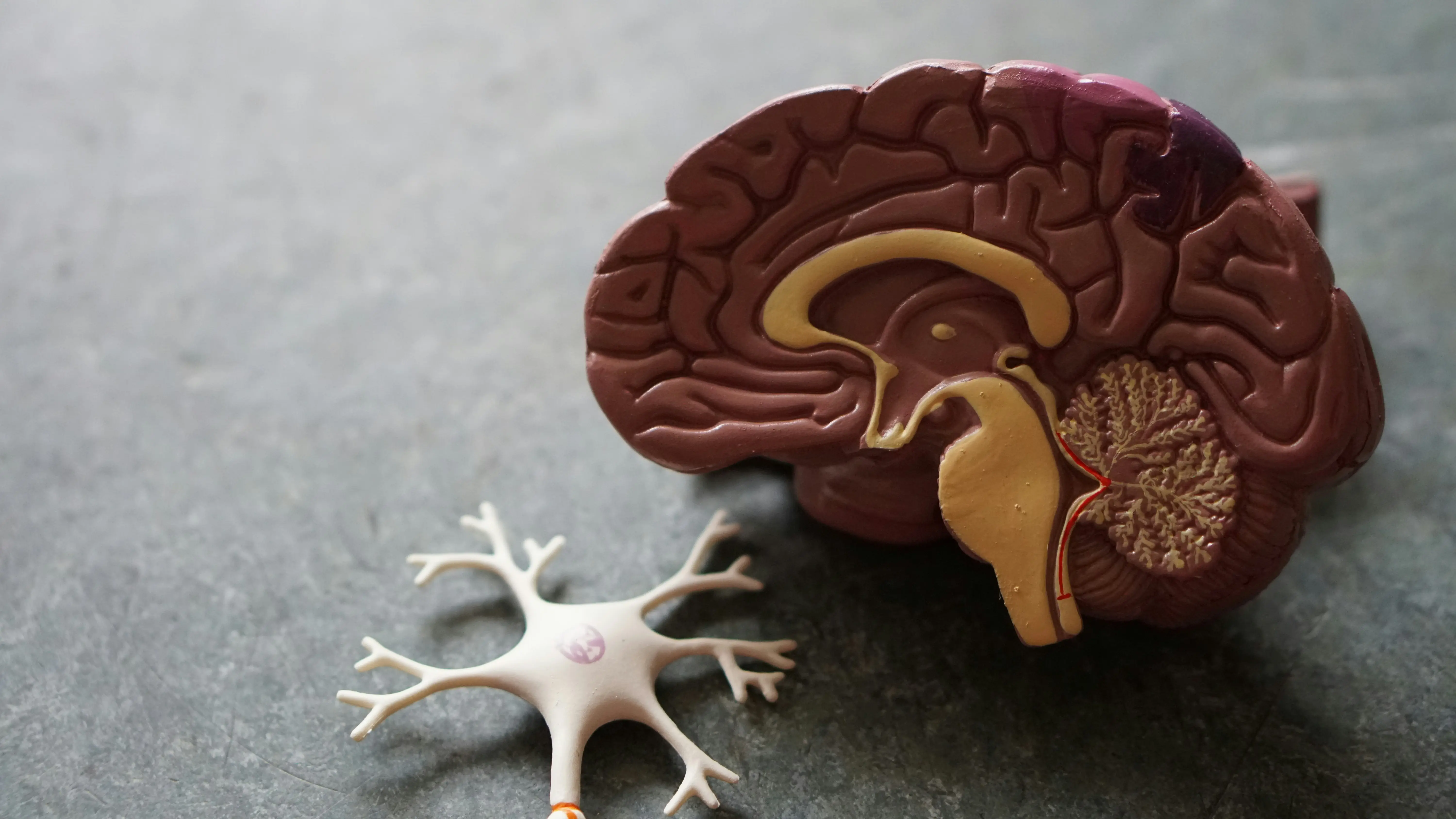 Daño Cerebral Adquirido e Ictus: Avances en la Rehabilitación Logopédica de la Afasia y la Disfagia